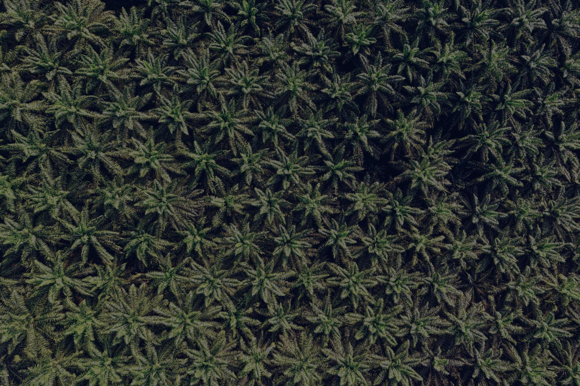 Oil palm estate