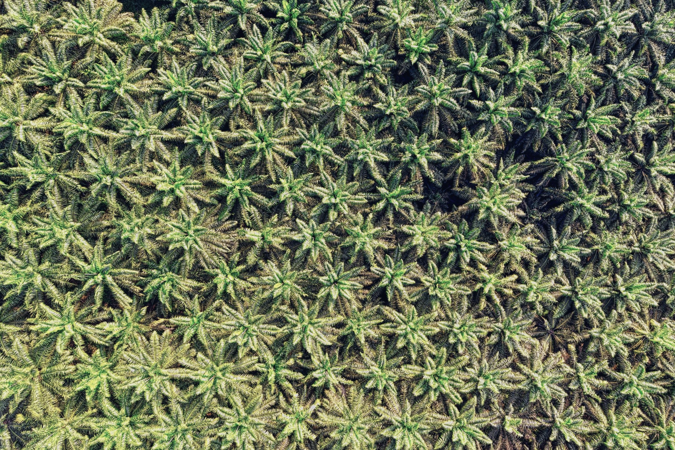 Oil palm estate
